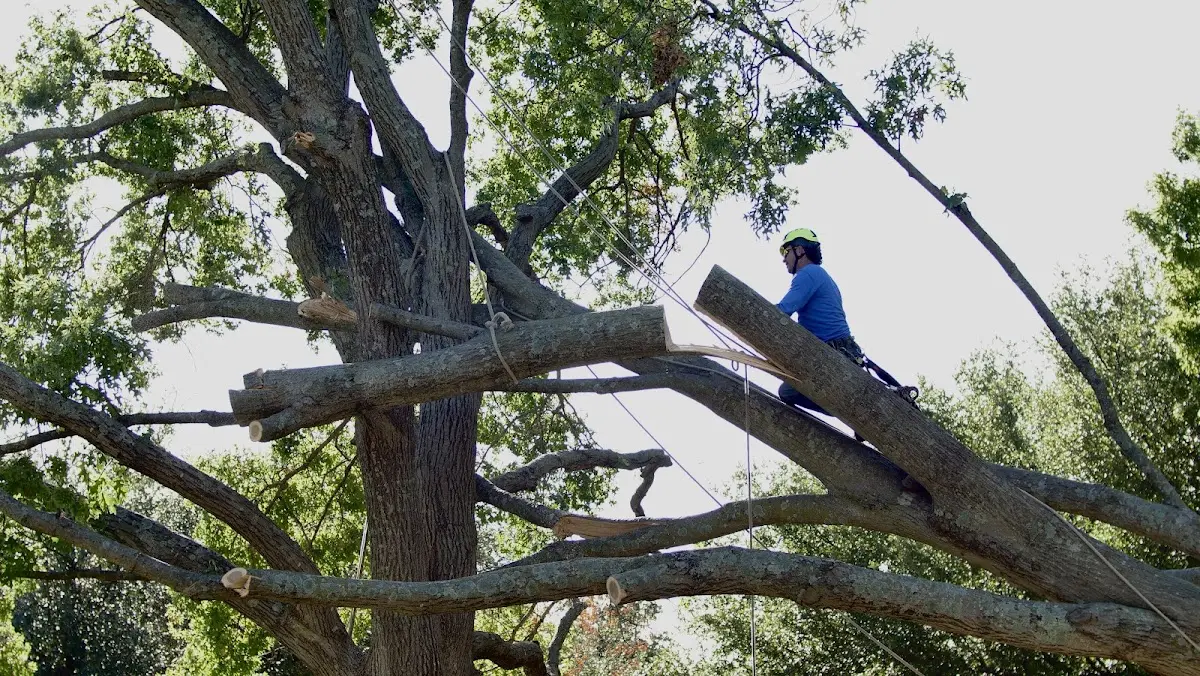 Professional Crown Thinning performed by certified arborists in Leicester